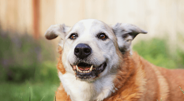 Senior Dog Playing