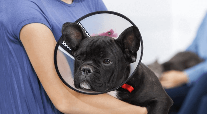 Spaying and Neutering Pets