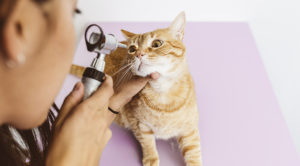 Pet Wellness Exam