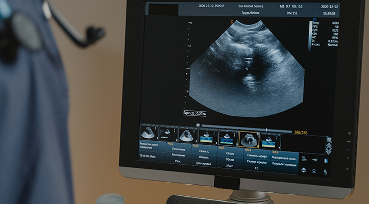 pexels-tima-miroshnichenko-6234614 pet ultrasound